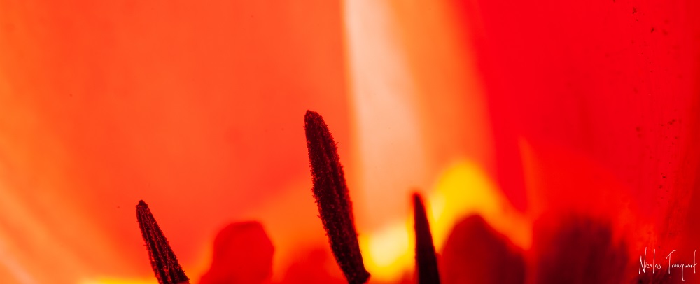 Slider Banner